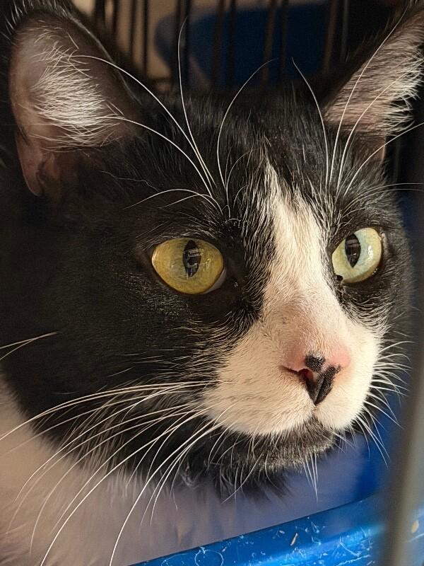 Mr. Meowster, Adoptable, Adult Male Domestic Short Hair.