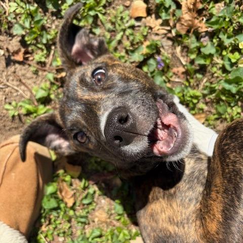 Amira, a Adoptable mixed breed in Kansas City, MO image 2/5