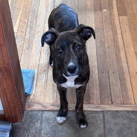 Amira, a Adoptable mixed breed in Kansas City, MO image 3/5