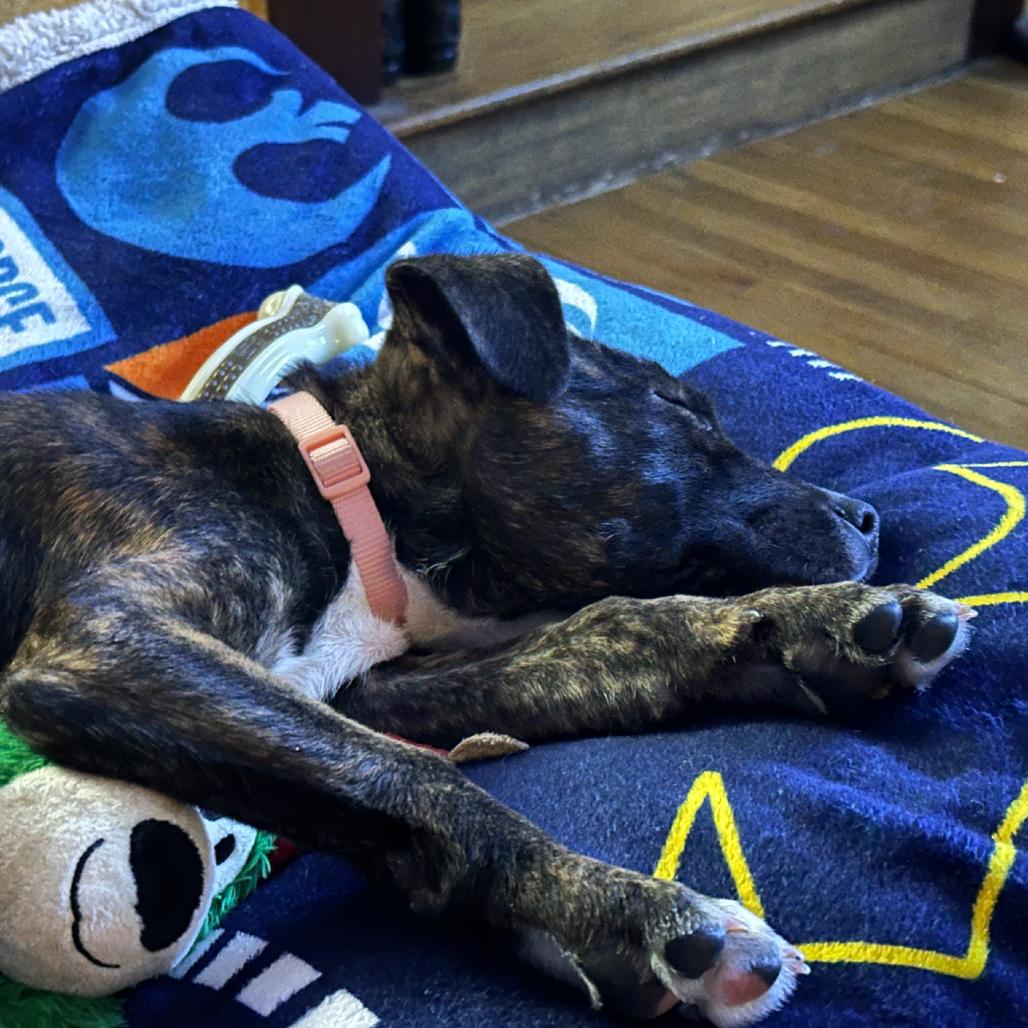 Amira, a Adoptable mixed breed in Kansas City, MO image 4/5