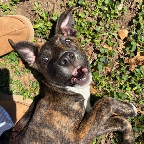 Amira, a Adoptable mixed breed in Kansas City, MO image 5/5