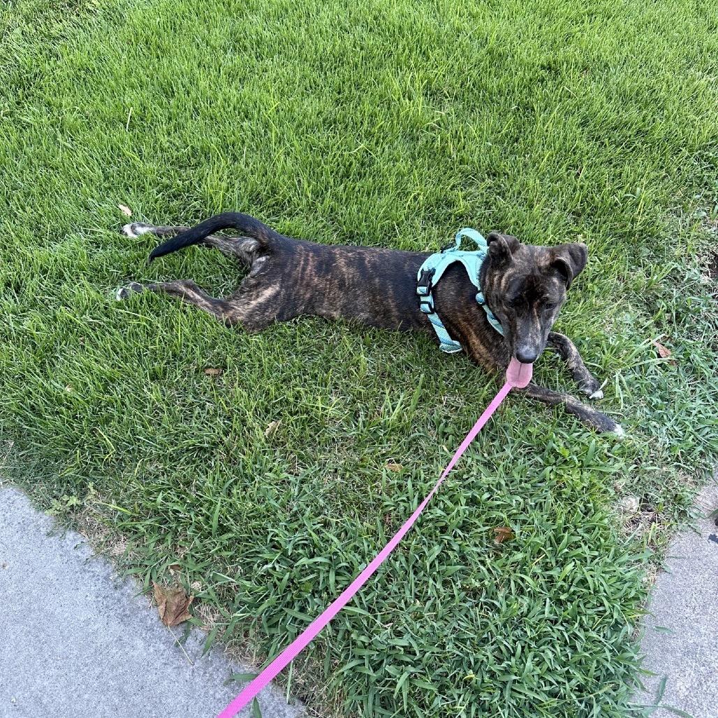 Amira, a Adoptable mixed breed in Kansas City, MO image 6/6
