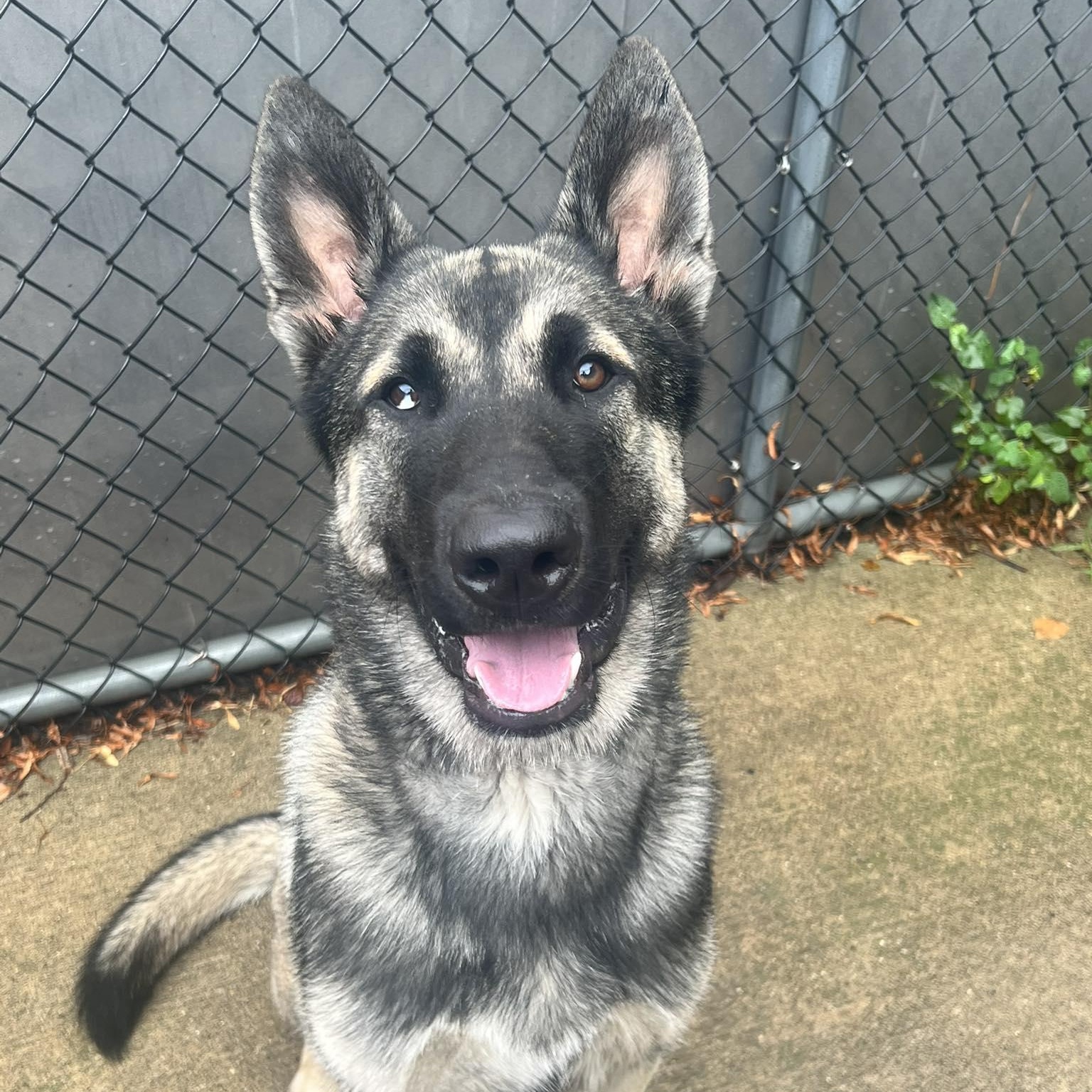 Frankie, adopted, Young Male German Shepherd Dog & Akita.