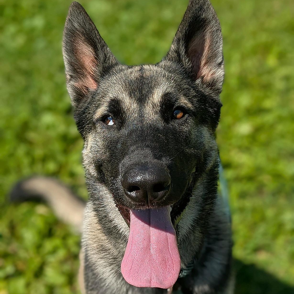 Enlarge Frankie, an adopted mixed breed in Chicago, IL image 3/5