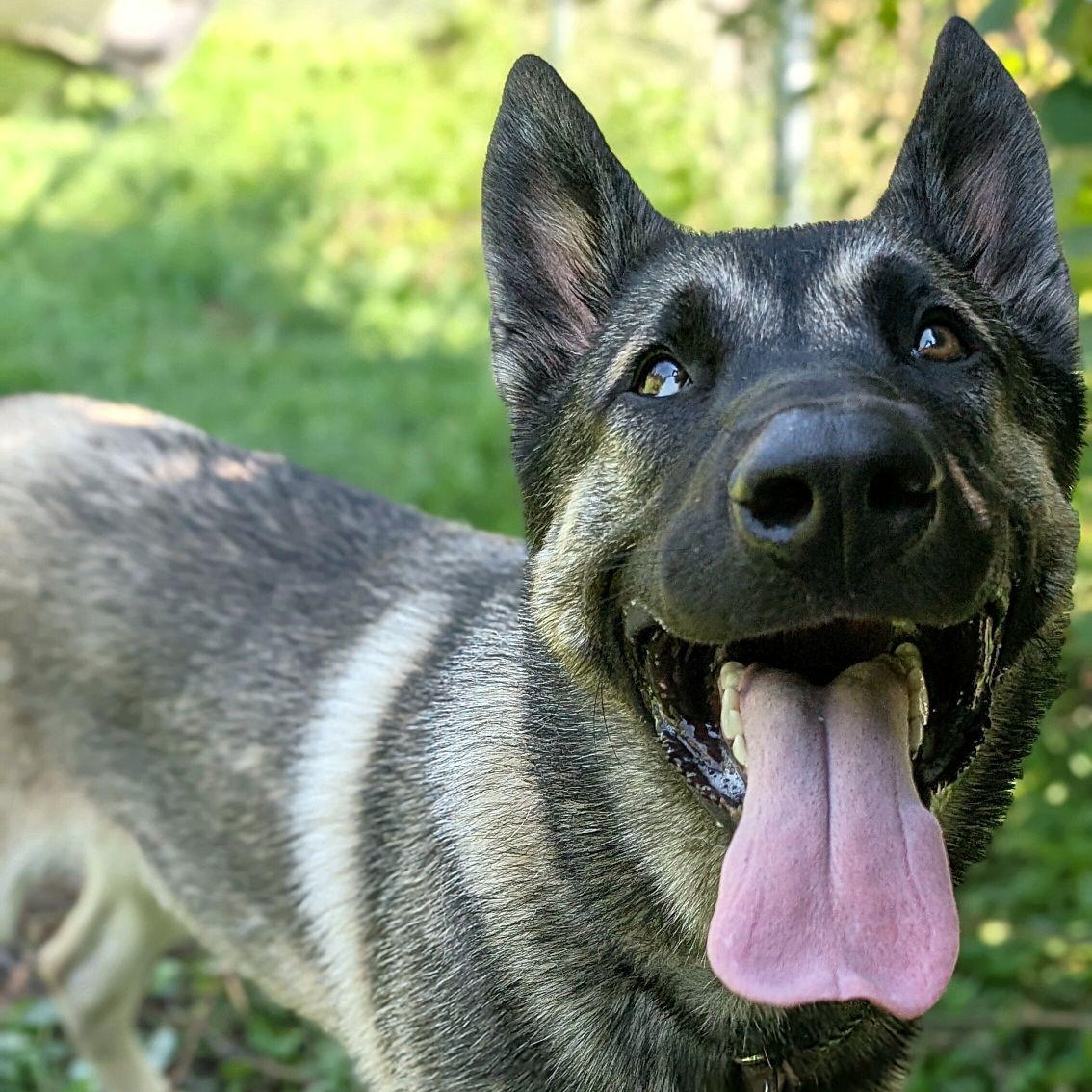 Enlarge Frankie, an adopted mixed breed in Chicago, IL image 4/5