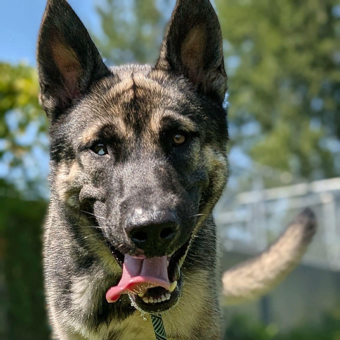 Enlarge Frankie, an adopted mixed breed in Chicago, IL image 2/5