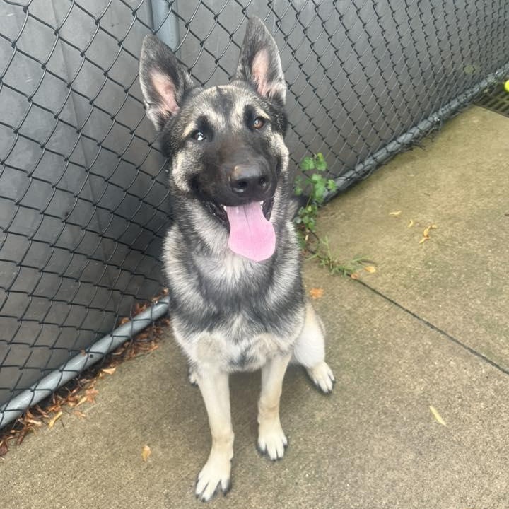 Enlarge Frankie, an adopted mixed breed in Chicago, IL image 5/5