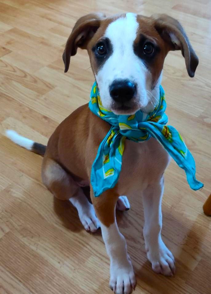 Ted, Baby Male Boxer