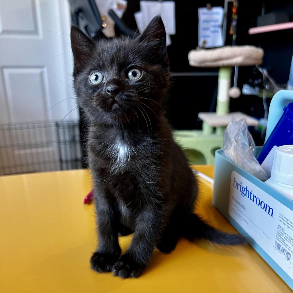 Atreyu, Adoptable, Kitten Male Domestic Short Hair.