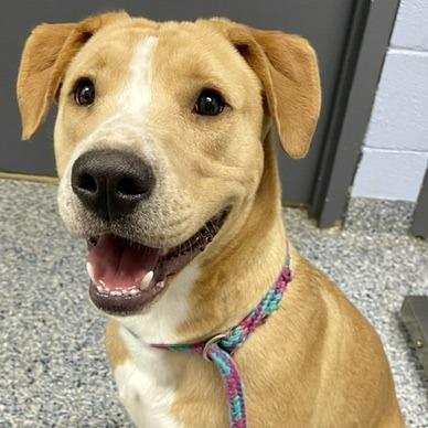 Bo 26-0490, Adoptable, Young Male Mixed Breed.