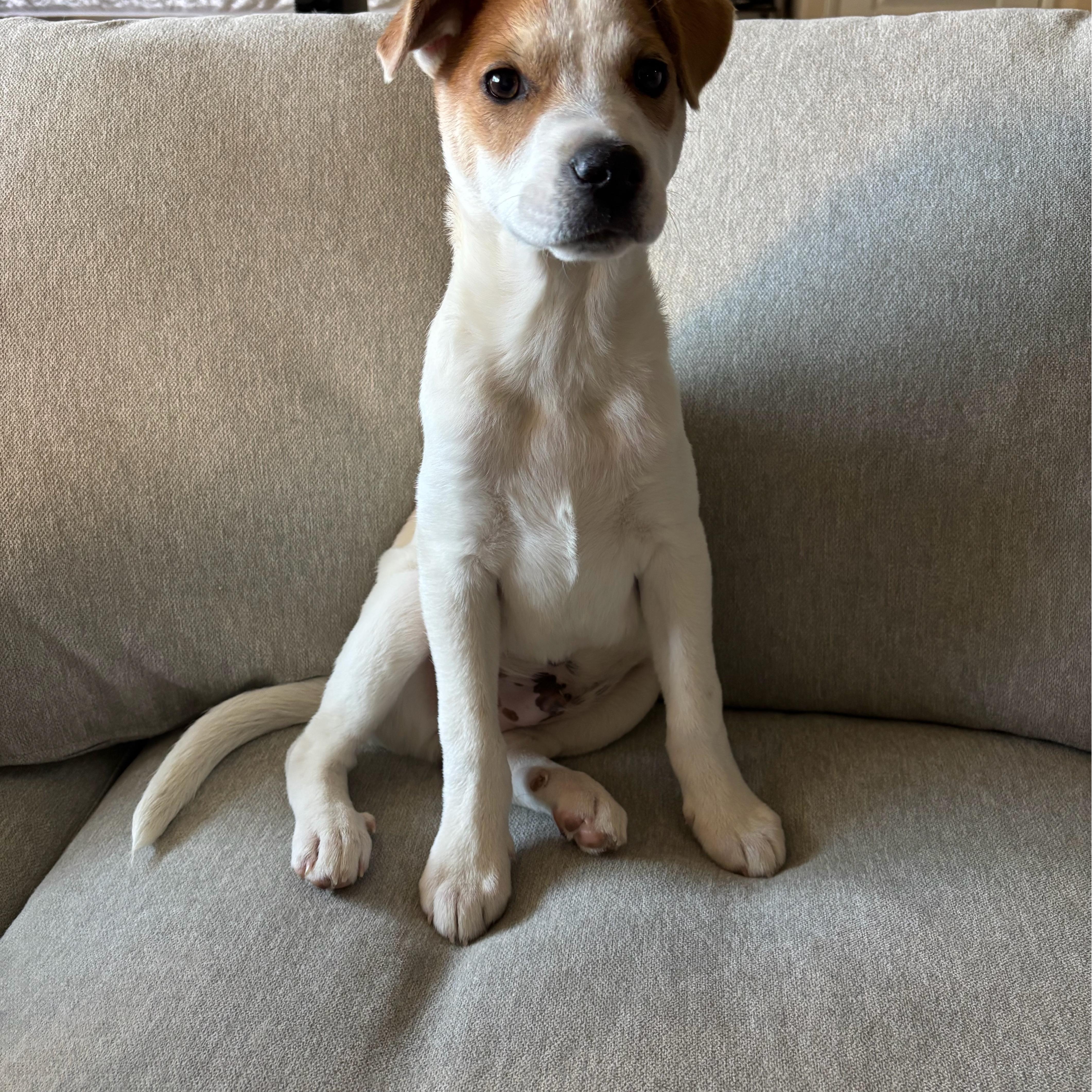 Enlarge Bing, a ADOPTABLE mixed breed in San Diego, CA image 4/4