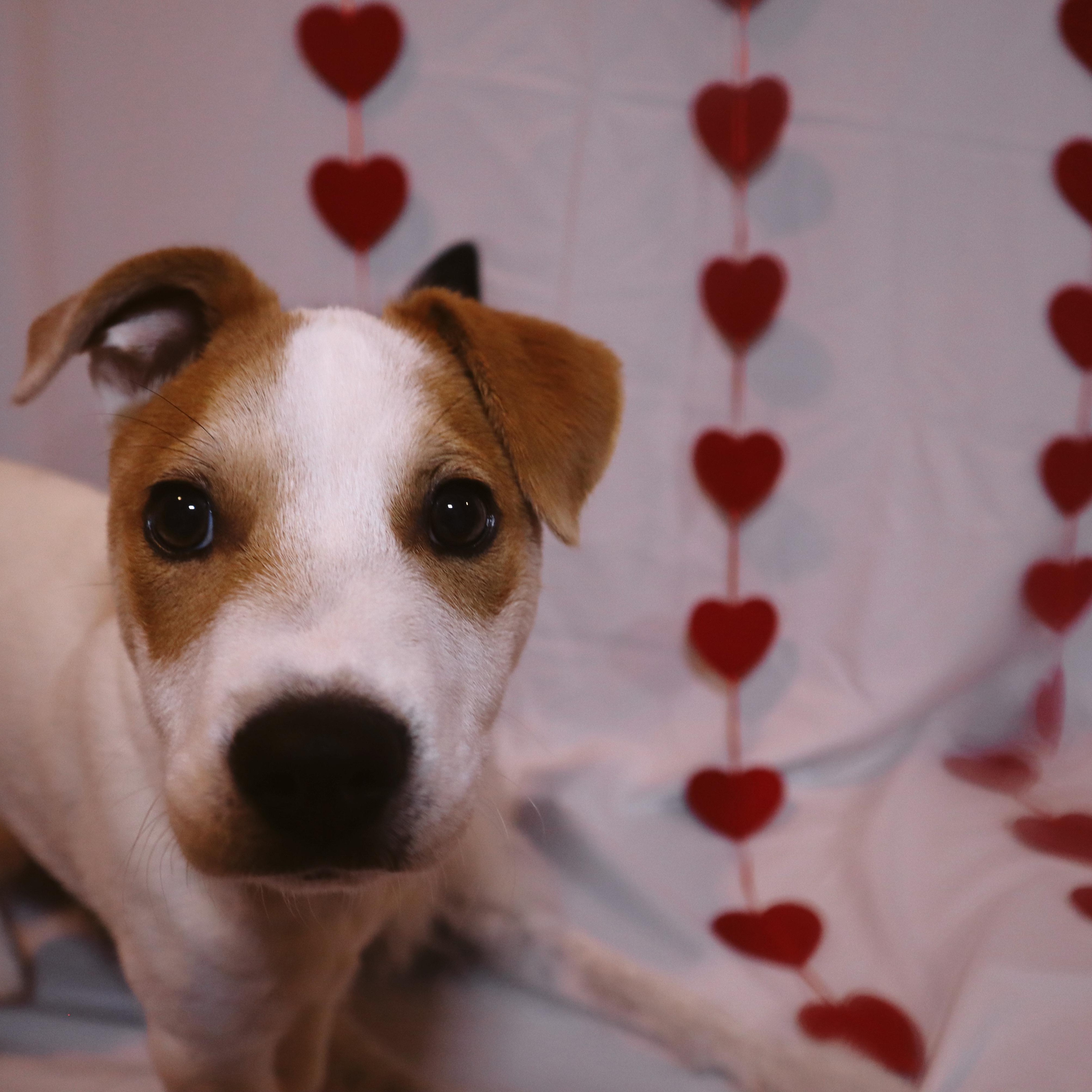 Enlarge Bing, a ADOPTABLE mixed breed in San Diego, CA image 3/4