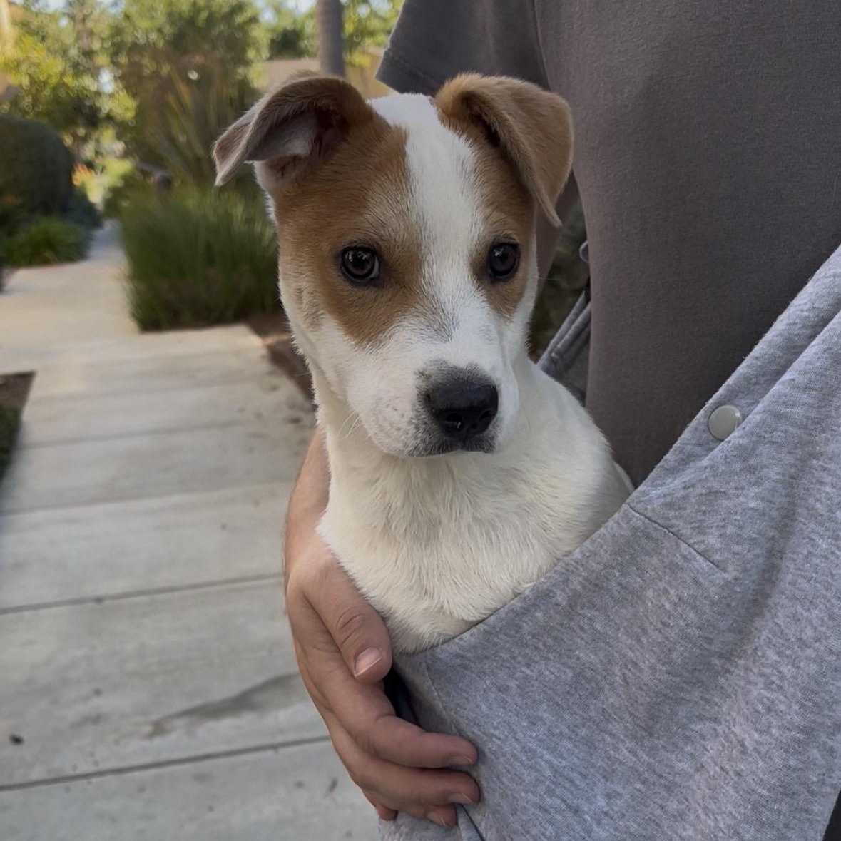 Enlarge Bing, a ADOPTABLE mixed breed in San Diego, CA image 2/4