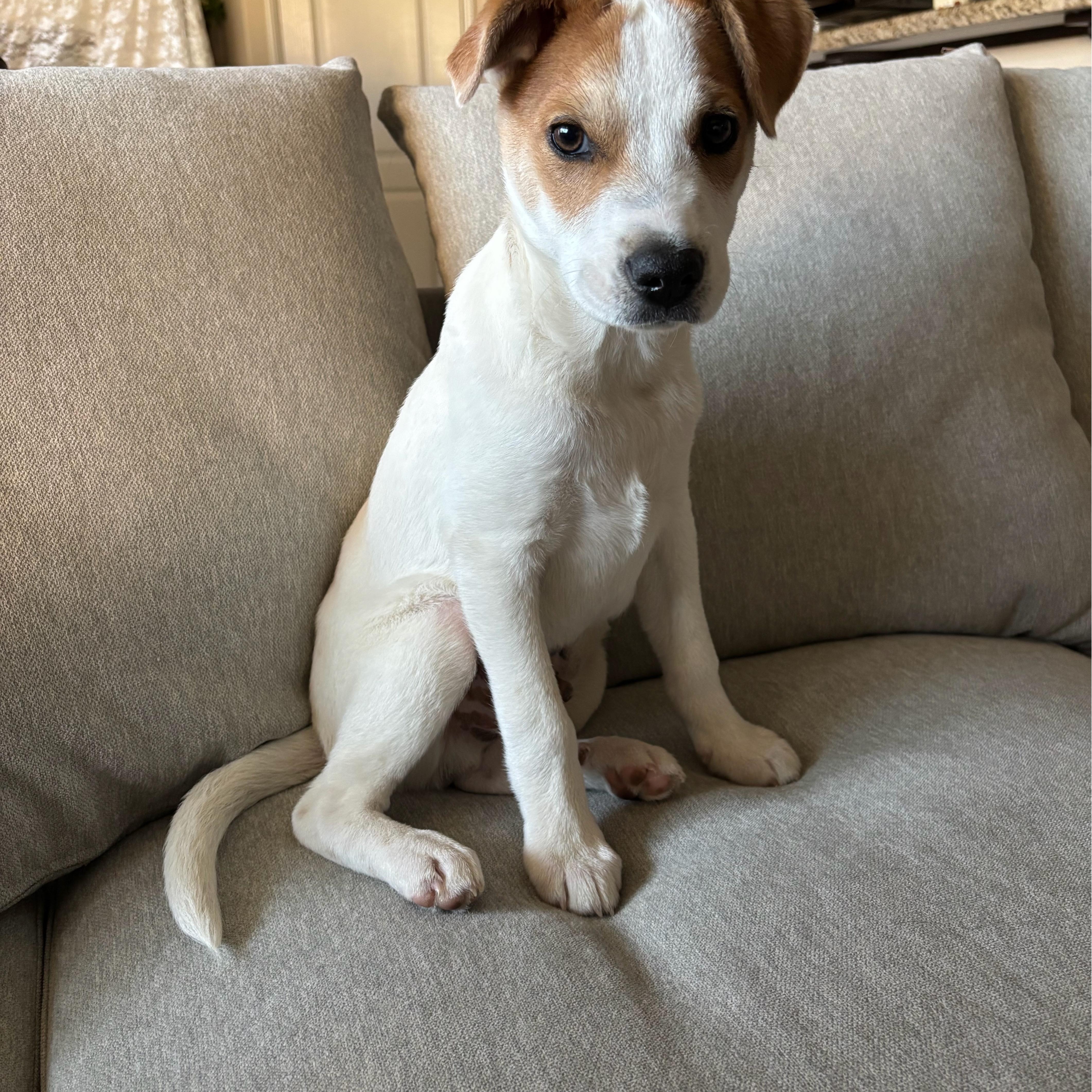 Bing, ADOPTABLE, Puppy Male Labrador Retriever & Shepherd.