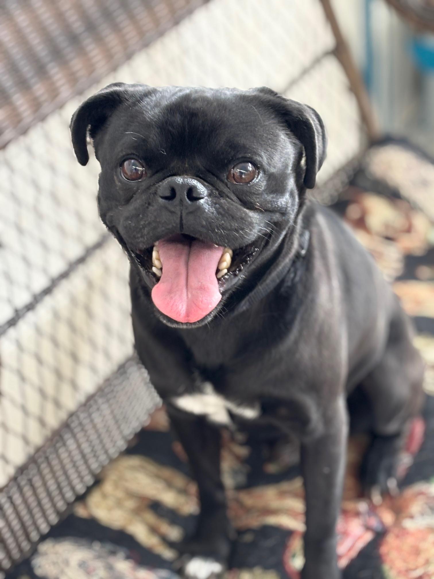 Enlarge Derrick, an adopted Pug in Mesquite, NV image 1/2