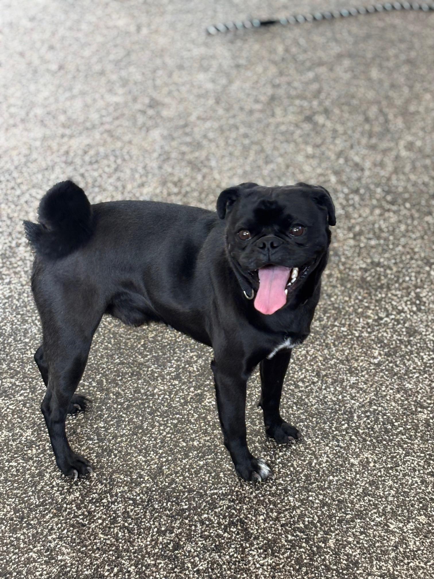 Enlarge Derrick, an adopted Pug in Mesquite, NV image 2/2