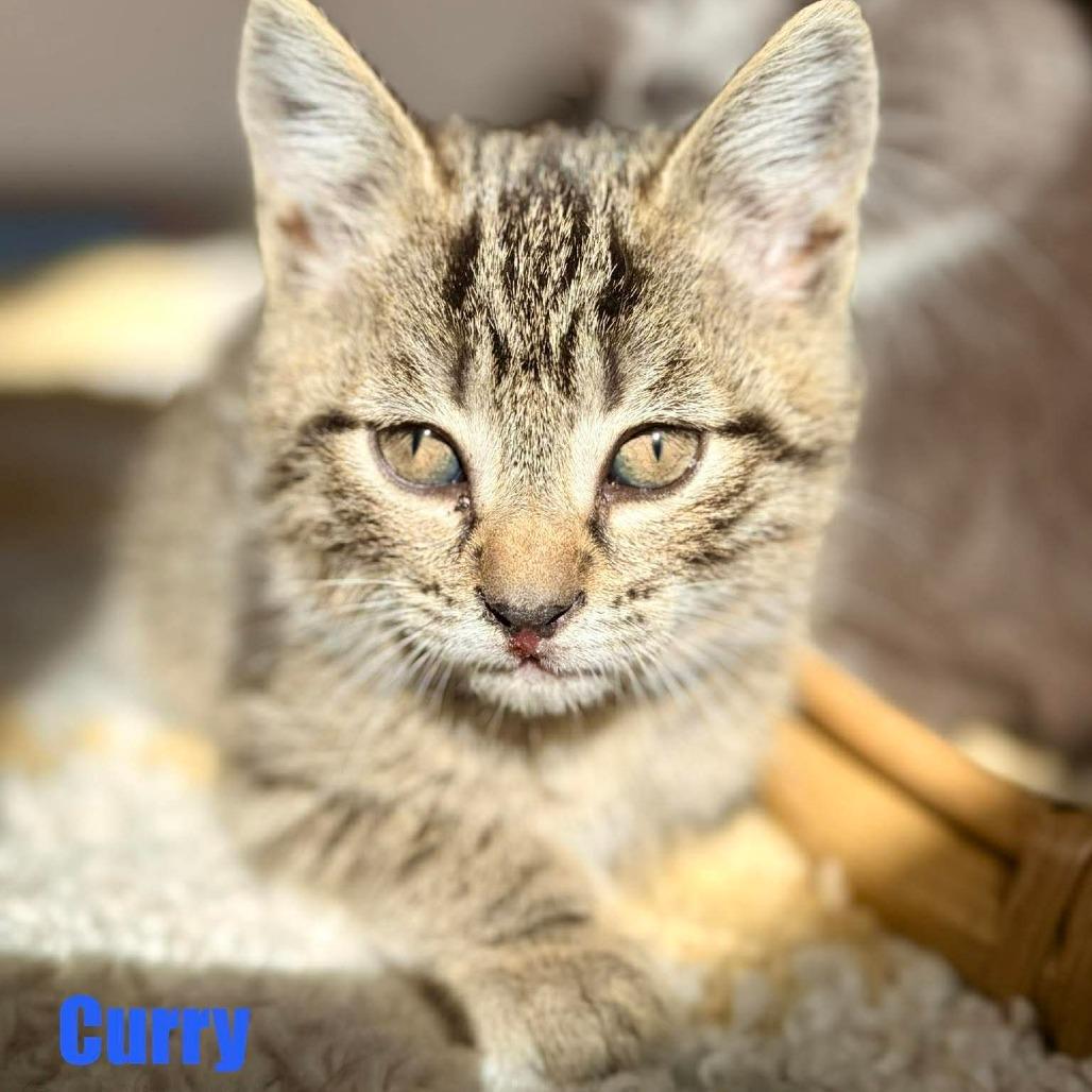 Enlarge Curry, a Adoptable Domestic Short Hair in Leesburg, VA image 2/6