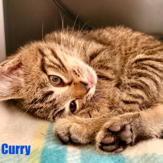Curry, Adoptable, Kitten Male Domestic Short Hair.