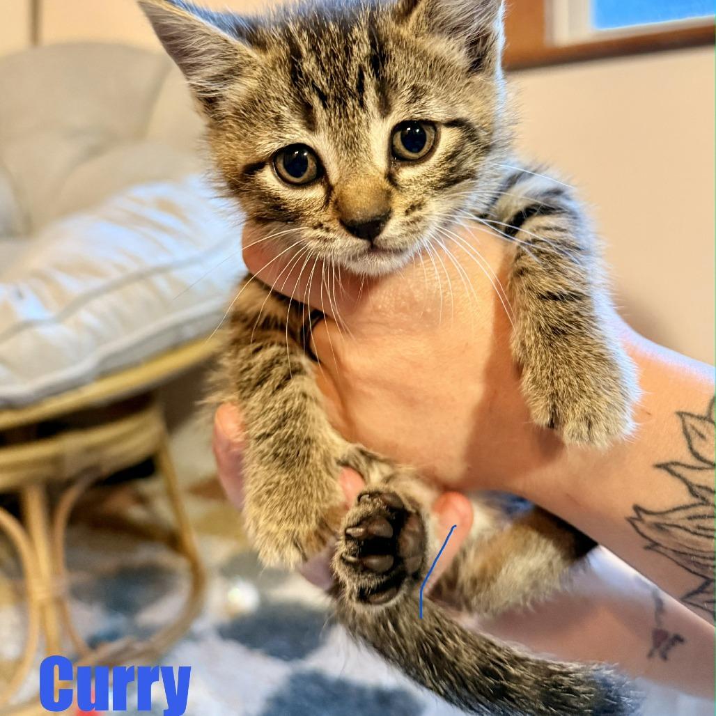 Enlarge Curry, a Adoptable Domestic Short Hair in Leesburg, VA image 4/6