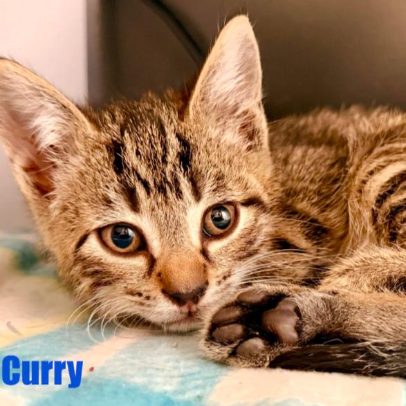 Enlarge Curry, a Adoptable Domestic Short Hair in Leesburg, VA image 6/6
