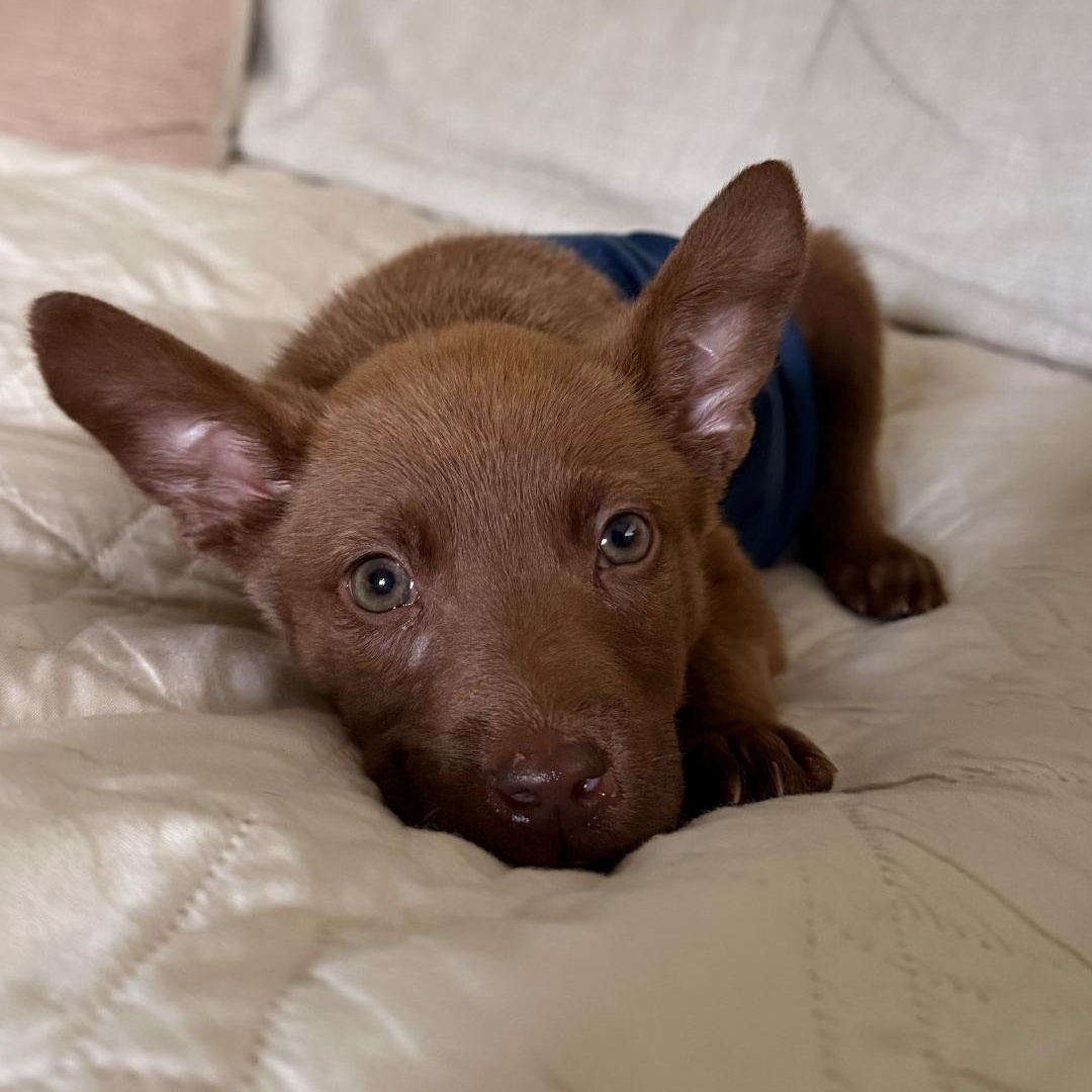 Enlarge Lanie, a Adoptable mixed breed in Waxhaw, NC image 1/4