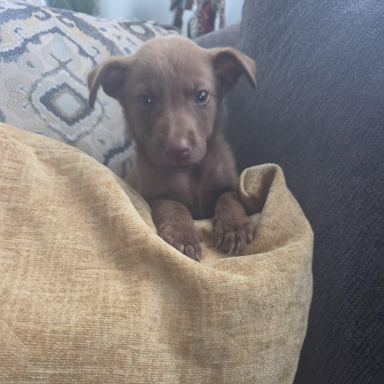 Enlarge Lanie, a Adoptable mixed breed in Waxhaw, NC image 3/4