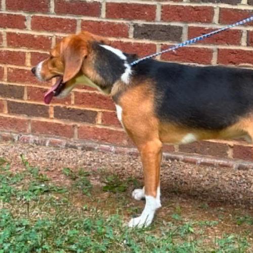 Gunther, Adoptable, Young Male Hound & Mixed Breed.