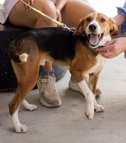 Gunther, Adoptable, Puppy Male Hound & Mixed Breed.