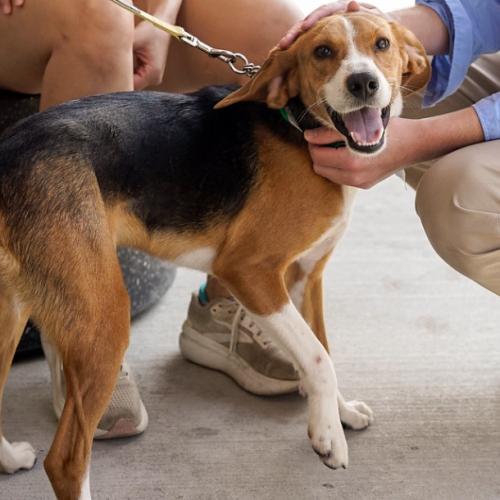 Enlarge Gunther, a Adoptable mixed breed in Washington DC, DC image 2/6