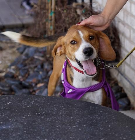 Enlarge Gunther, a Adoptable mixed breed in Washington DC, DC image 3/6
