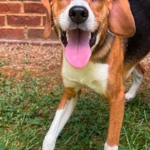 Enlarge Gunther, a Adoptable mixed breed in Washington DC, DC image 2/4