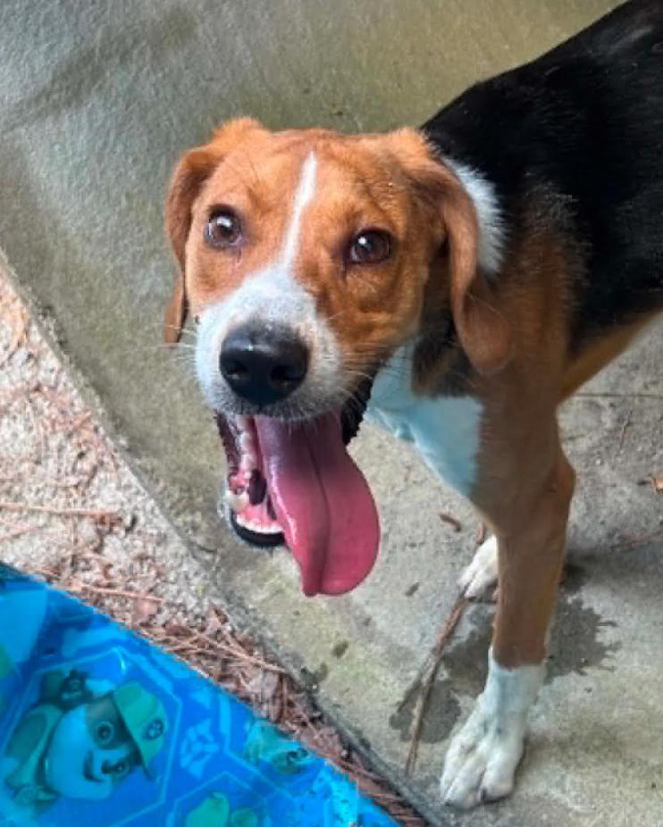 Enlarge Gunther, a Adoptable mixed breed in Washington DC, DC image 3/4