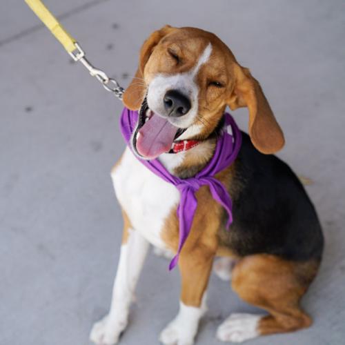 Enlarge Gunther, a Adoptable mixed breed in Washington DC, DC image 4/6