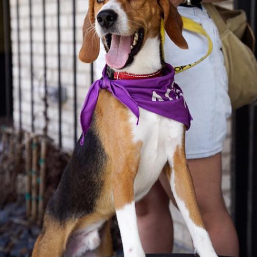 Enlarge Gunther, a Adoptable mixed breed in Washington DC, DC image 5/6