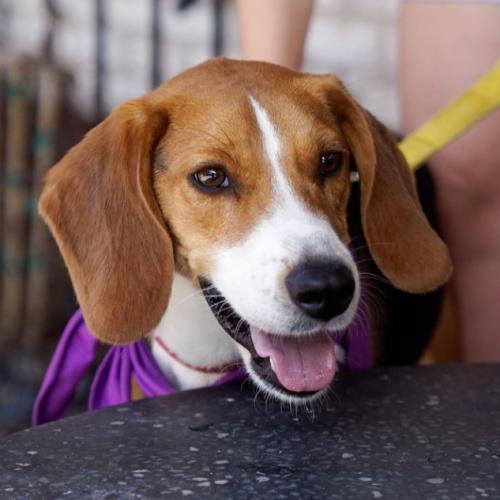 Enlarge Gunther, a Adoptable mixed breed in Washington DC, DC image 6/6