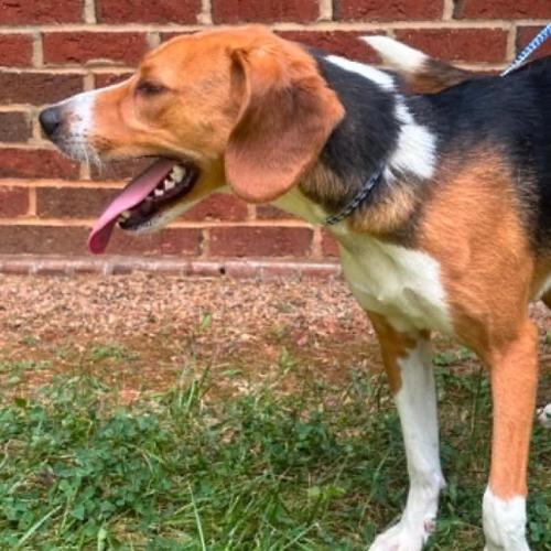 Enlarge Gunther, a Adoptable mixed breed in Washington DC, DC image 4/4