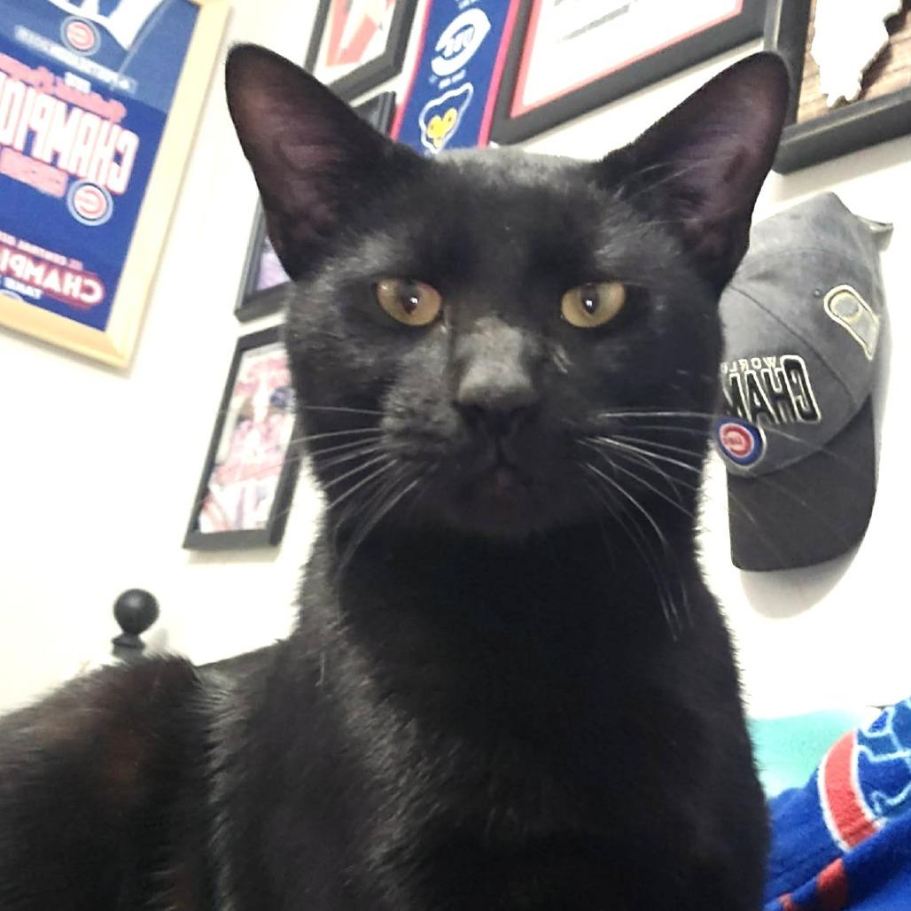 Enlarge Salem, a Adoptable Domestic Short Hair in FAIRWAY, KS image 1/3