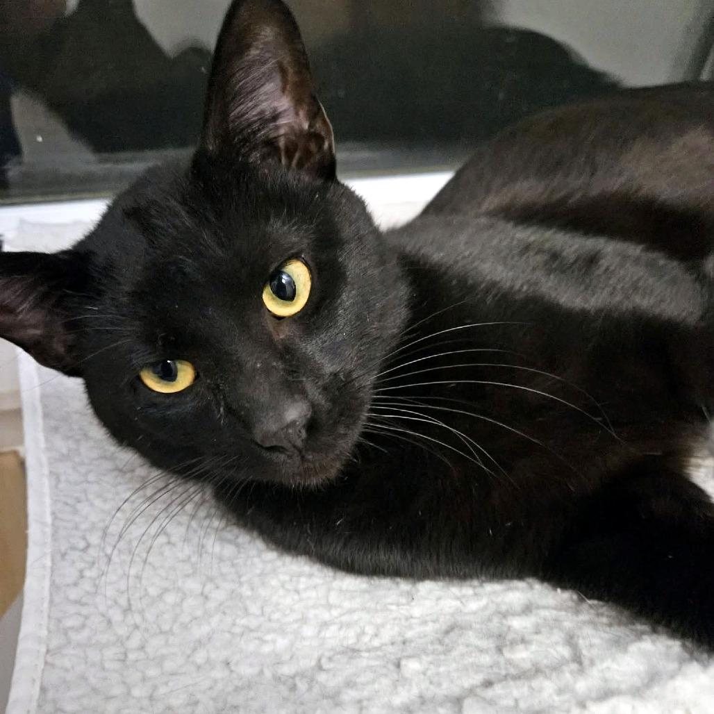 Enlarge Salem, a Adoptable Domestic Short Hair in FAIRWAY, KS image 2/3