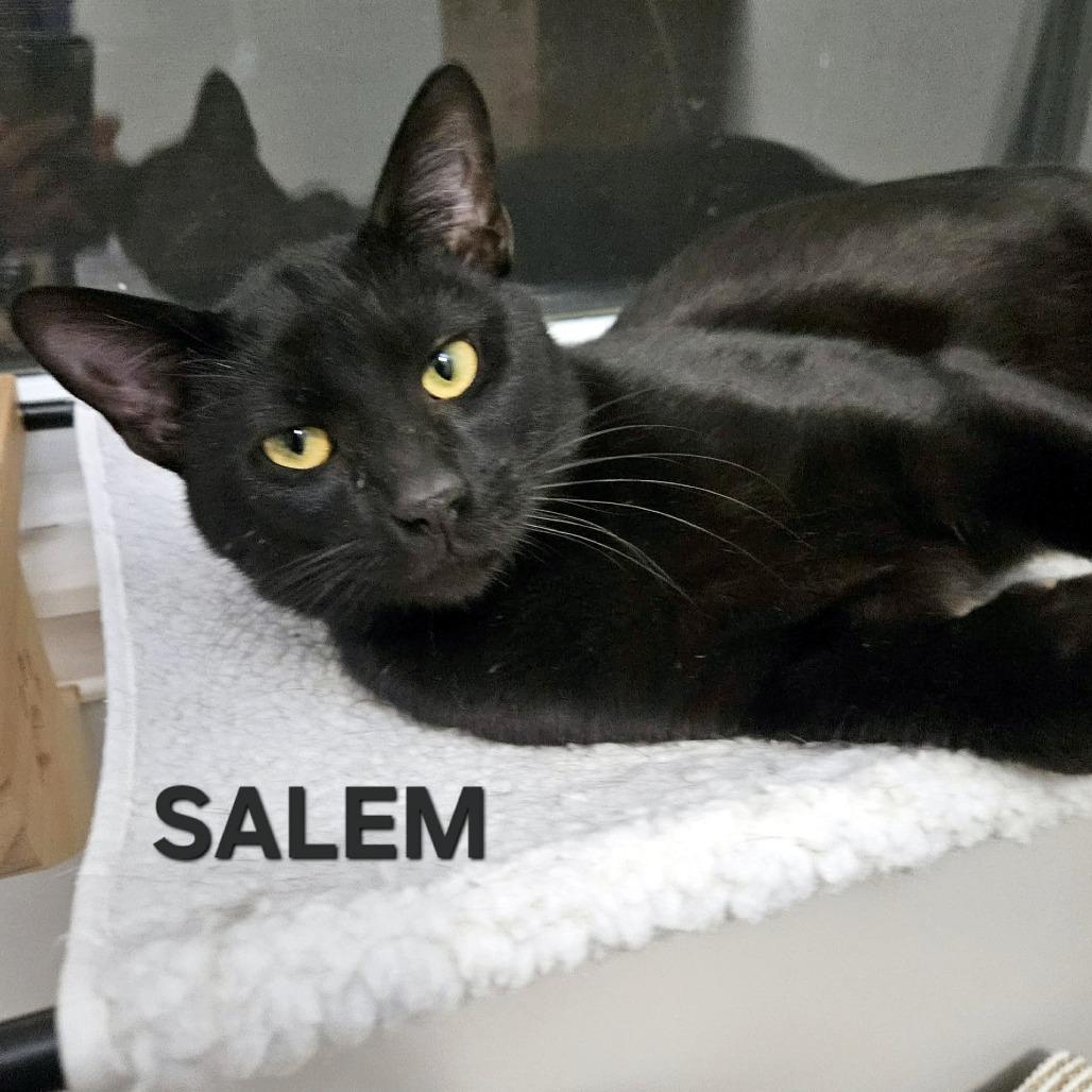 Enlarge Salem, a Adoptable Domestic Short Hair in FAIRWAY, KS image 3/3