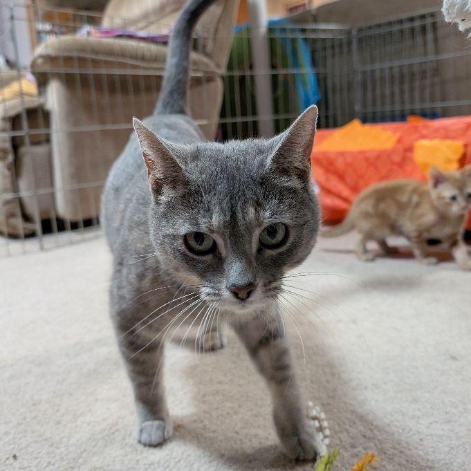 Lira, ADOPTABLE, Adult Female Domestic Short Hair.