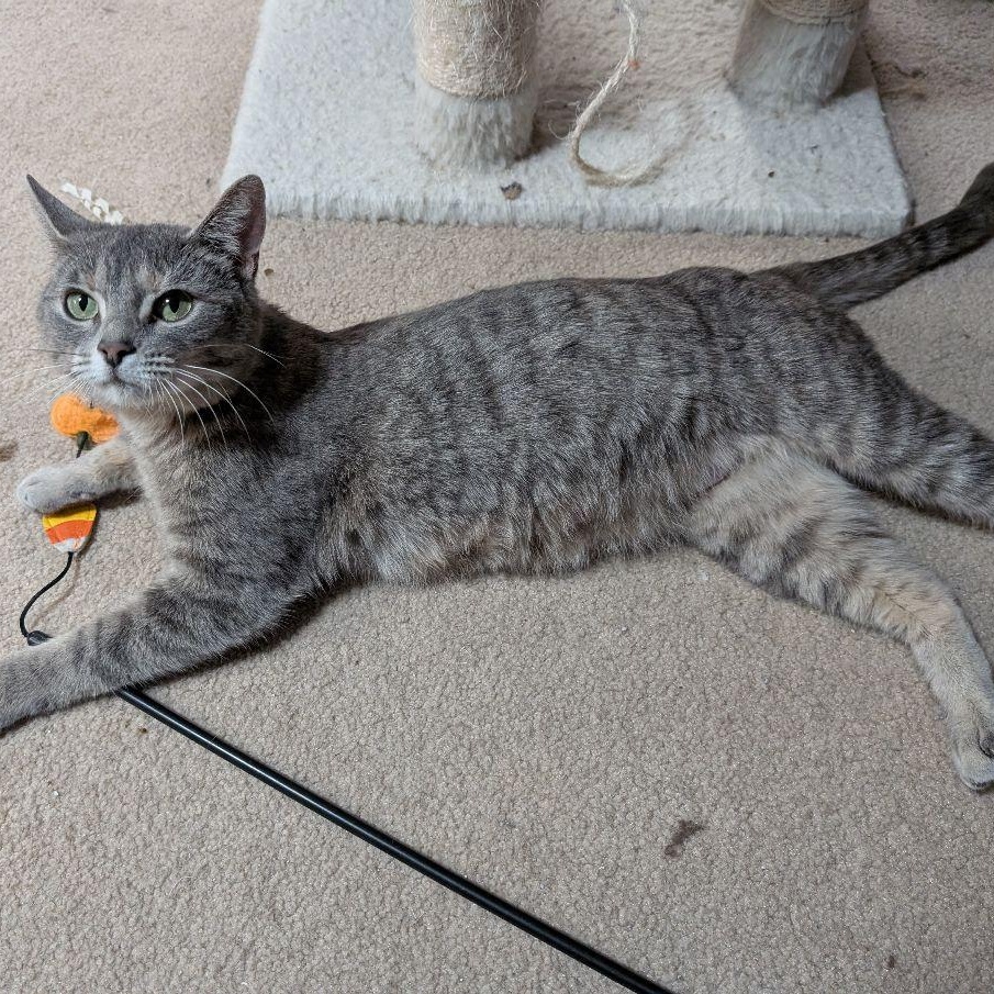 Enlarge Lira, a ADOPTABLE Domestic Short Hair in Lake Orion, MI image 3/3
