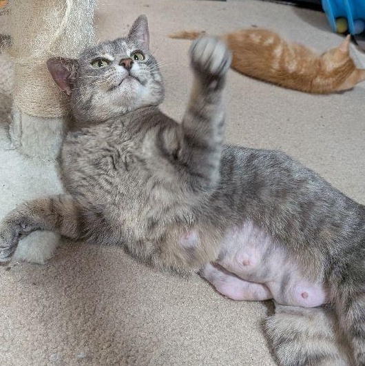 Enlarge Lira, a ADOPTABLE Domestic Short Hair in Lake Orion, MI image 2/3