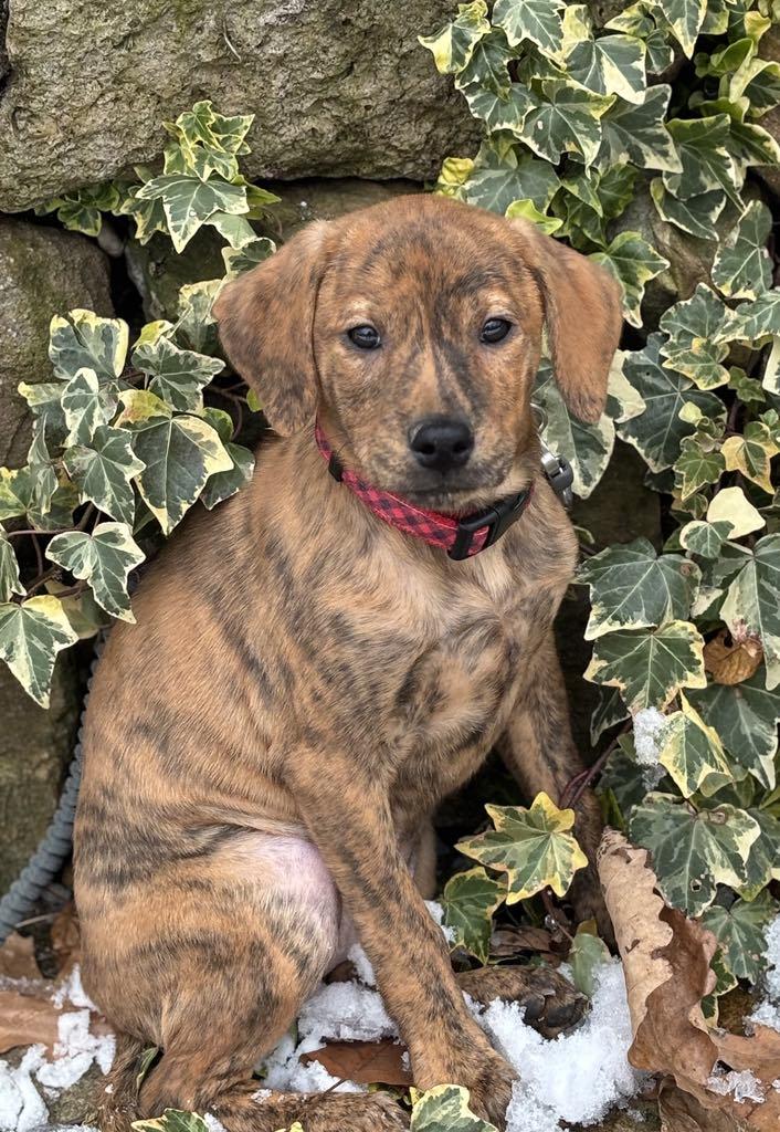 Fallon, Adoptable, Puppy Female Plott Hound & Retriever.