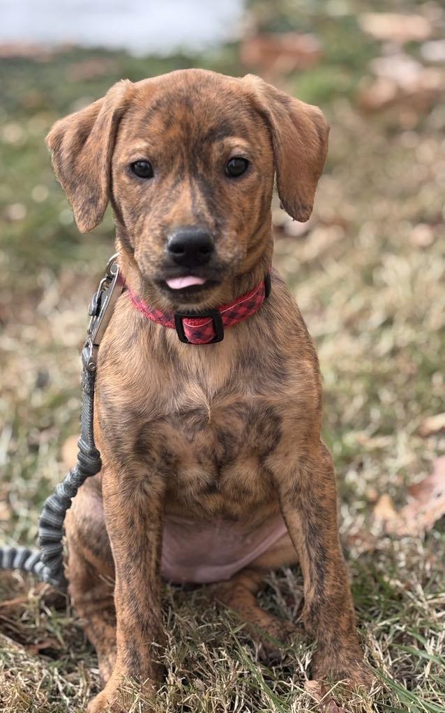 Fallon, a Adoptable mixed breed in Mechanicsburg, PA image 2/3