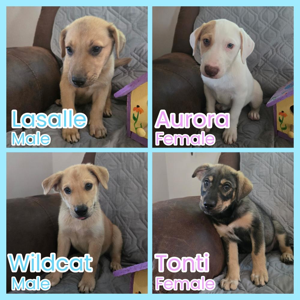 Starved Rock Puppies, Baby Female unknown