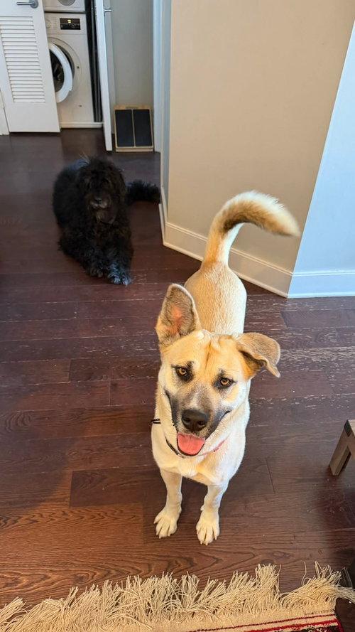 Enlarge Cali, a ADOPTABLE mixed breed in Mount Royal, NJ image 2/5