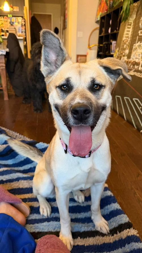 Enlarge Cali, a ADOPTABLE mixed breed in Mount Royal, NJ image 3/5