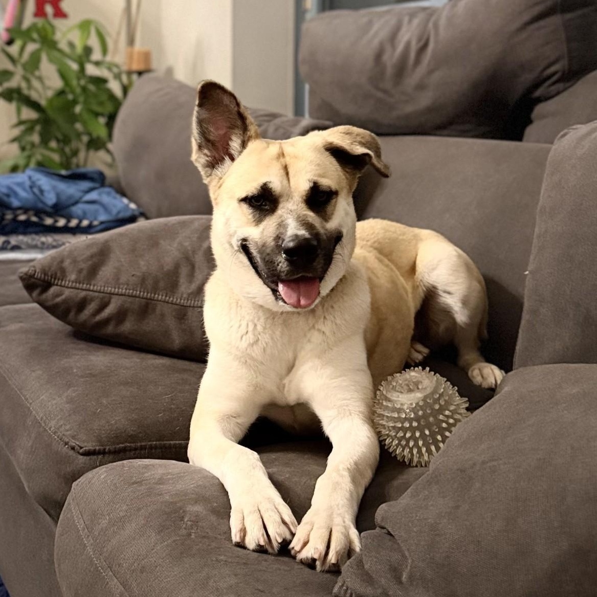 Enlarge Cali, a ADOPTABLE mixed breed in Mount Royal, NJ image 1/5