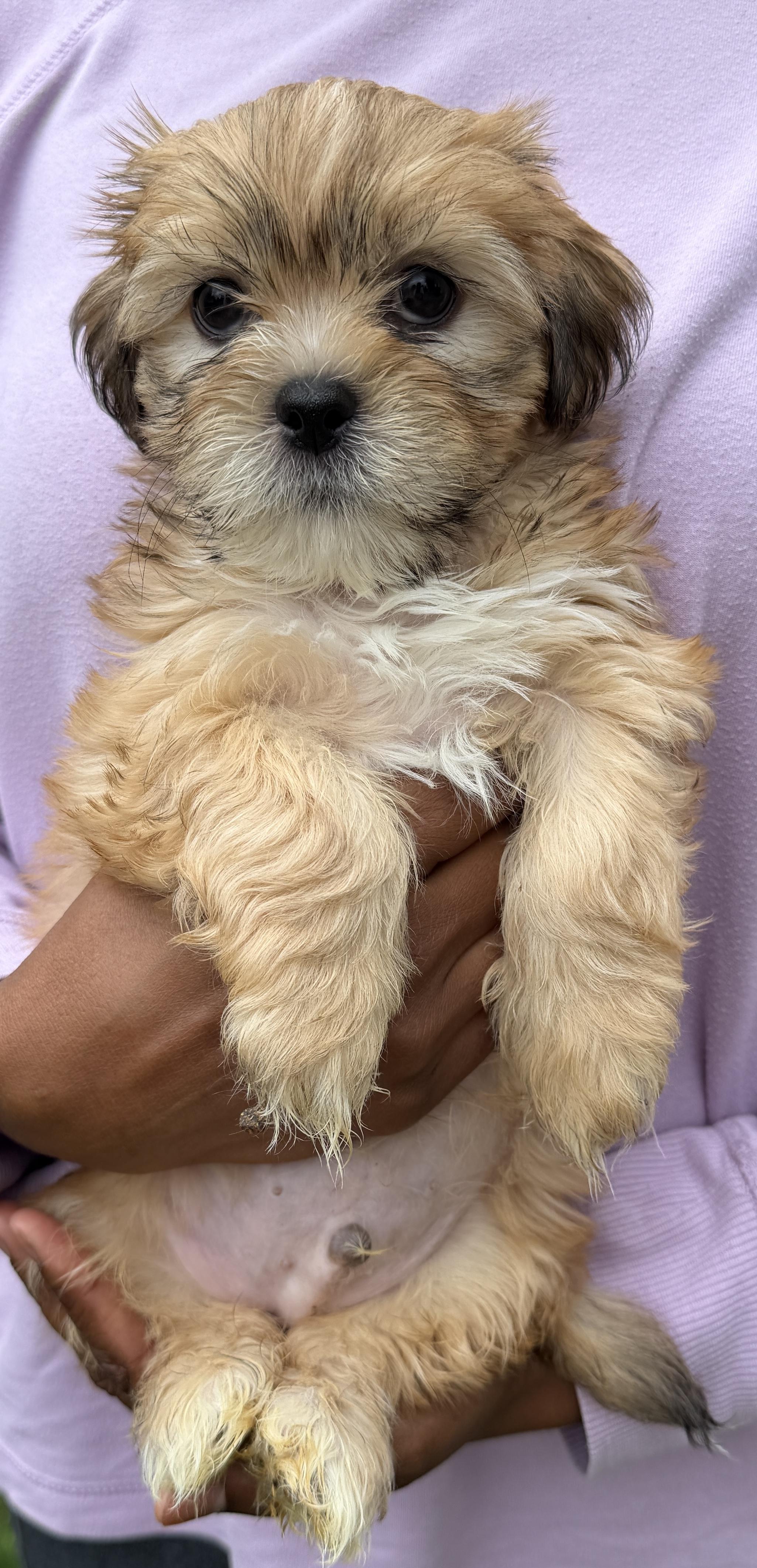 Enlarge Rigatoni, a Adoptable Shih Tzu in Beaverton, OR image 1/2