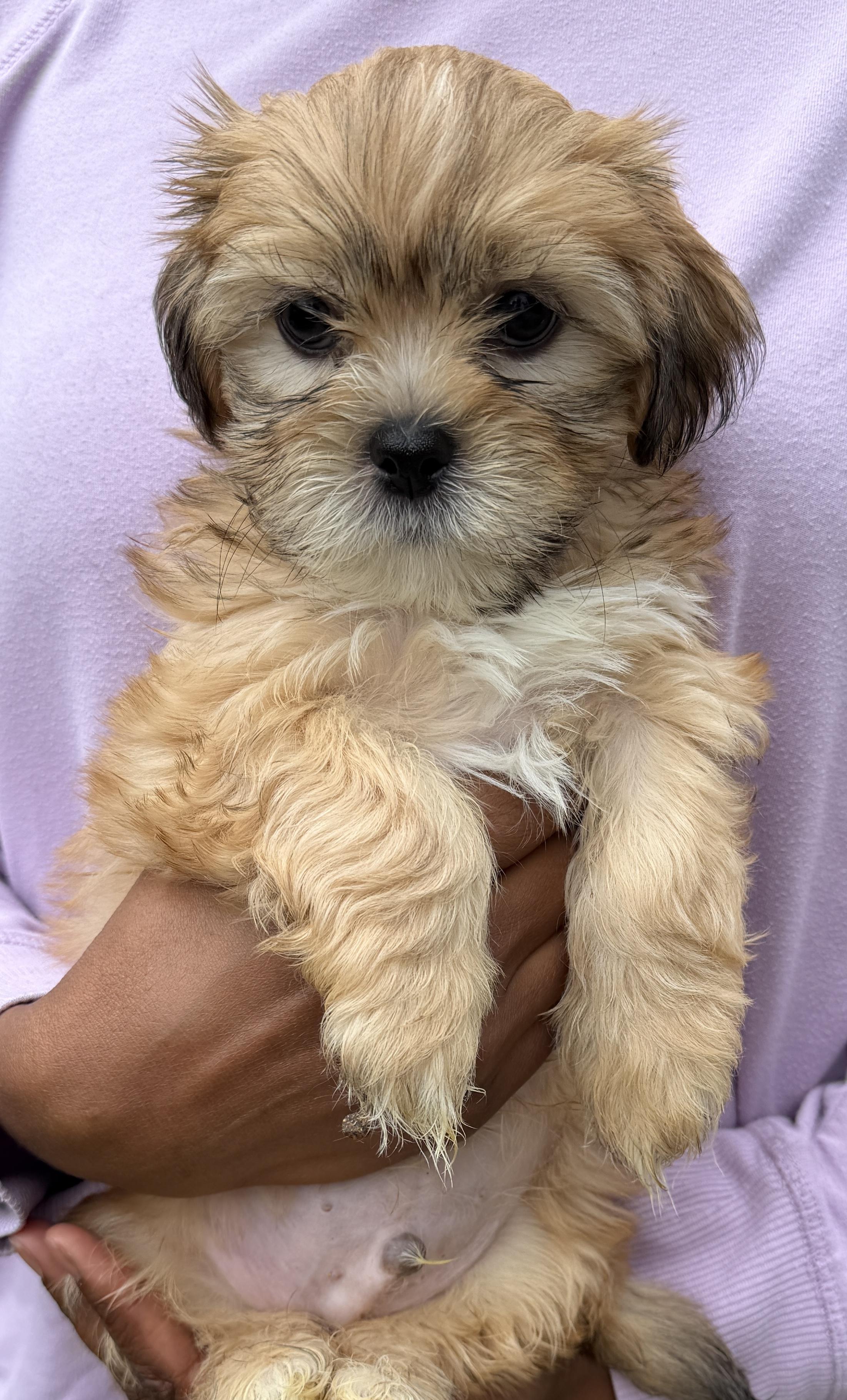 Enlarge Rigatoni, a Adoptable Shih Tzu in Beaverton, OR image 2/2